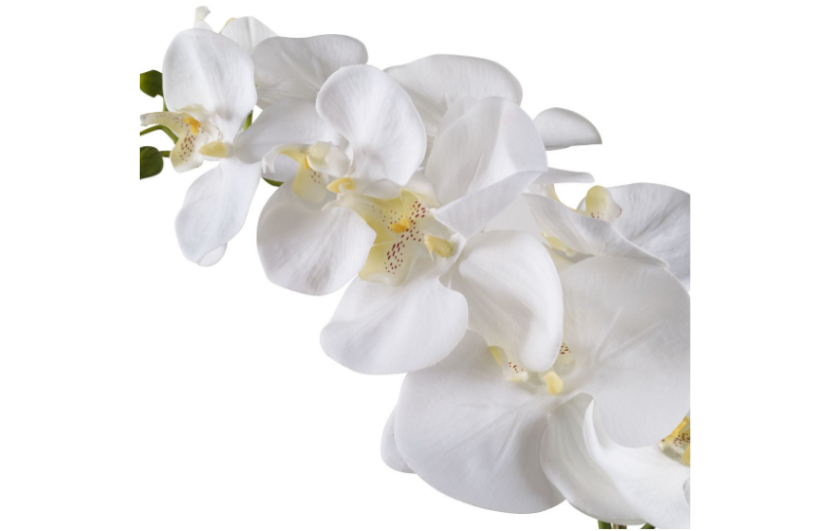 Camille Orchid Bloom