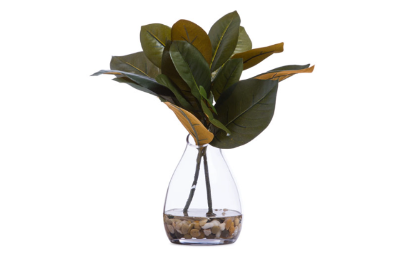 Magnolia Greens in Waterlike Vase