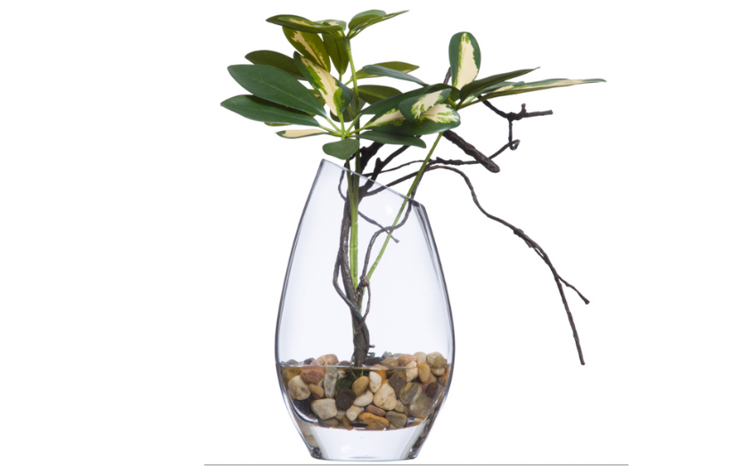 Mini Schefflera Stem in Glass