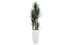 Oasis Yucca in White Stone