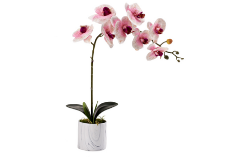 Blush Phael Orchid in Cora Vase - Image 1
