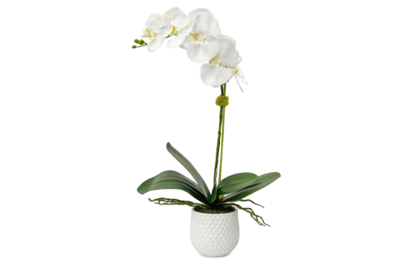 Camille Orchid Bloom