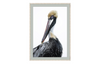 Pelican Study