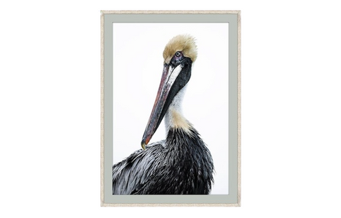 Pelican Study - Image 1