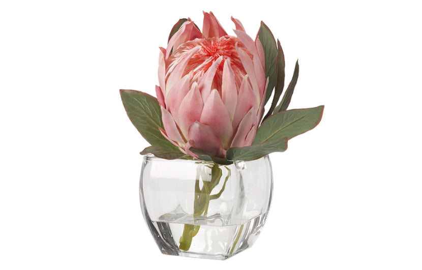 Queen Protea Bloom in Beveled Vase